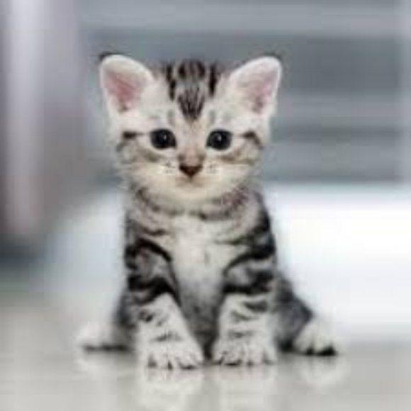 Meet your Posher, Angle - Picture 8 of 13